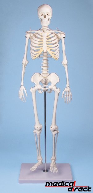 Miniatuur skelet Tom