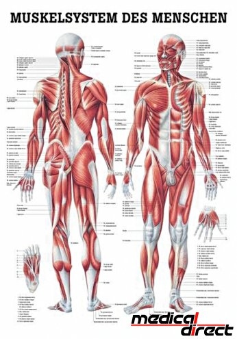Anatomische poster: Spieren algemeen 24 x 34 cm