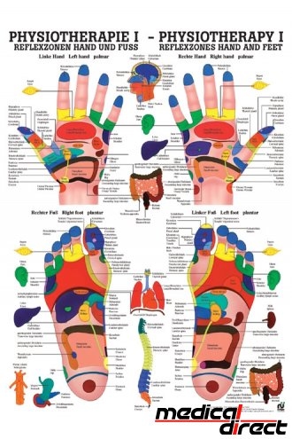 Anatomische poster: Fysiotherapie reflexzonen hand en voet