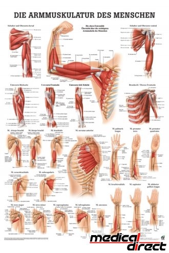 Anatomische poster: Armspieren 50 x 70 cm