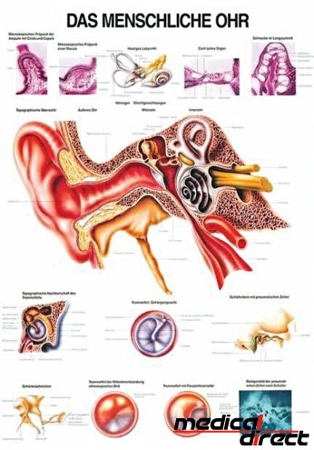 Anatomische poster: Het menselijk oor, papier